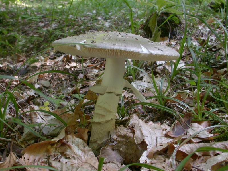 Amanita